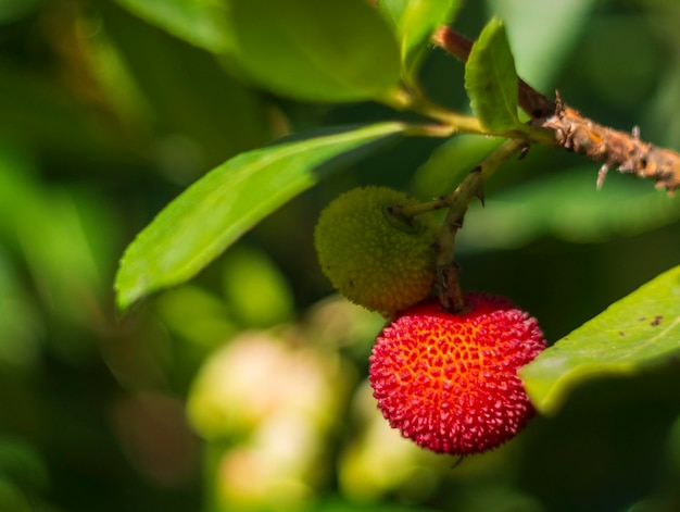 Rote und gelbe Früchte und Blumen des Arbtus-Baums unter dem Laub an einem sonnigen Tag in Griechenland