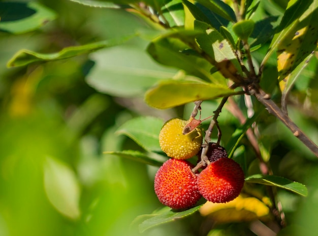 Rote und gelbe Früchte und Blumen des Arbtus-Baums unter dem Laub an einem sonnigen Tag in Griechenland