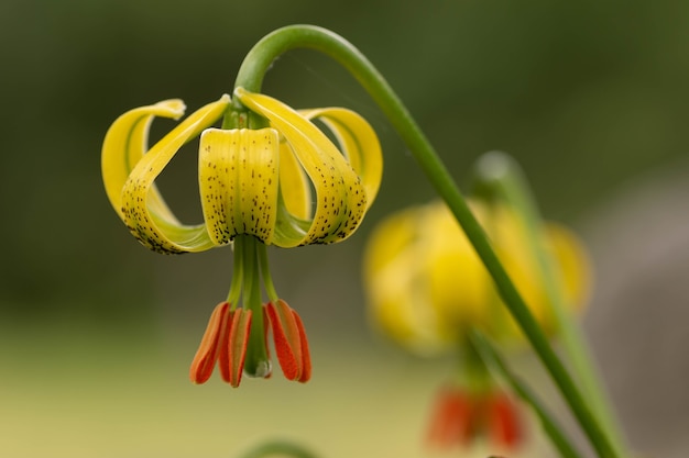 Rote und gelbe Lilium pyrenaicum-Blume, die in den Pyrenäen endemisch ist