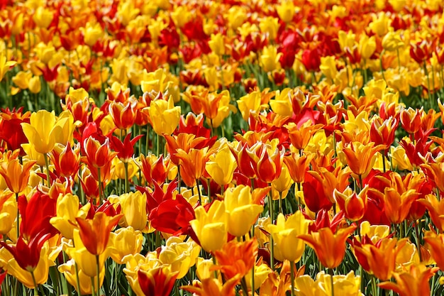 Rote und gelbe Mohnblumen auf dem Feld.