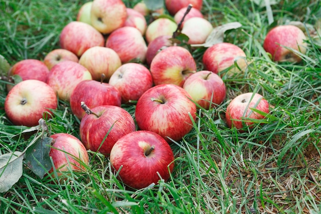 Rote und gelbe reife Äpfel im Gras verstreut