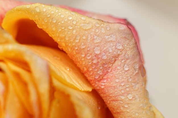 Rote und gelbe Rose mit Tropfen og Wasser Nahaufnahme Blumenhintergrund