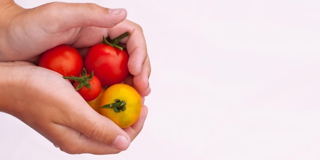 Rote und gelbe Tomaten in den Händen auf weißem Hintergrund in Form eines Banners