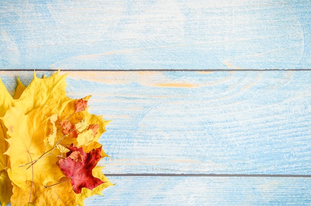 Rote und gelbe trockene Herbstahornblätter und Herbstzweige auf einem blauen Holztisch oder Hintergrund. Herbstmaterialien für die Kreativität und das Basteln der Kinder. Platz für Text