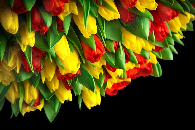 rote und gelbe Tulpen auf schwarzem Hintergrund