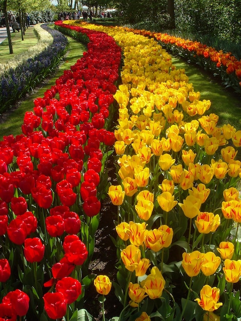 Rote und gelbe Tulpen im Park Keukenhof Niederlande