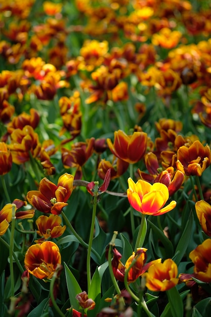 Rote und gelbe Tulpen unter der hellen Frühlingssonne mit grünen Blättern als Hintergrund