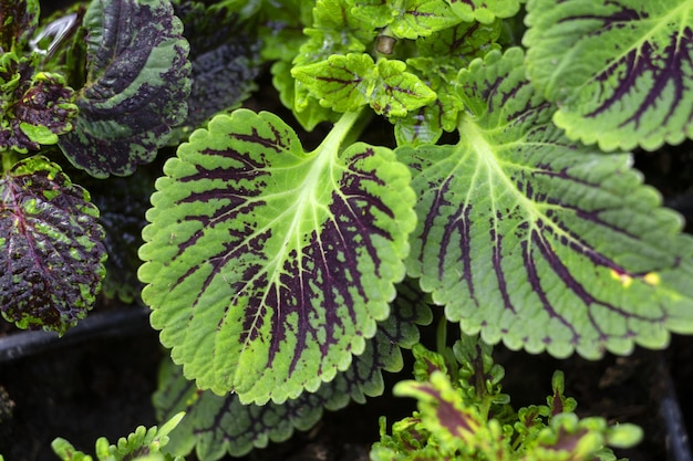 Rote und grüne Blätter der Coleus-Pflanze Plectranthus scutellarioides