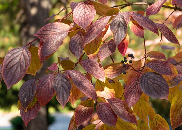 Rote und grüne Blätter im Herbst hängen an einem Baum im Park Zierpflanze für den Garten Herbst