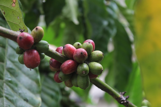 Rote und grüne kaffeekirschen werden geerntet