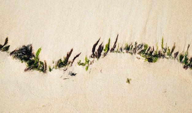 Rote und grüne kleine Algen wachsen am Sandstrand der Ostsee, Nahaufnahme in der Natur