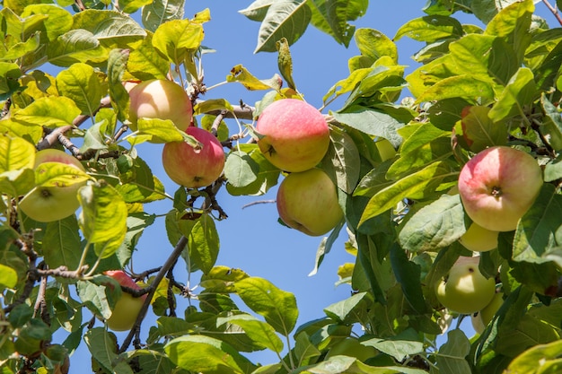 Rote und grüne Äpfel am Baum im Garten am Sommertag mit blauem Himmel.