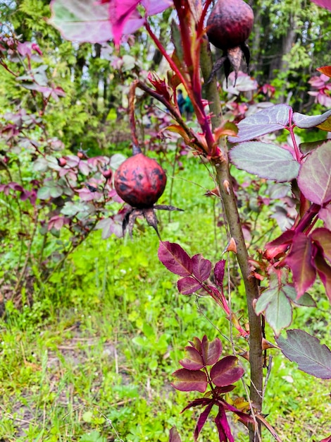 rote und grüne Äpfel auf einem Baum