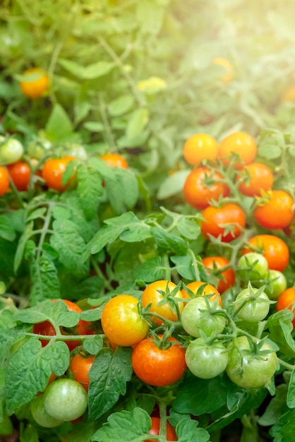 Rote und grüne Tomaten auf den Zweigen.