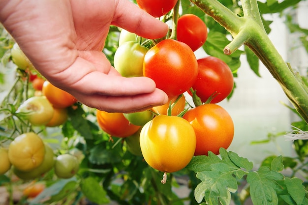 Rote und grüne Tomaten wachsen auf Zweigen Ernte von reifen Tomaten Bio-Landwirtschaft und Landwirtschaftskonzept Nahaufnahme mit geringer Schärfentiefe