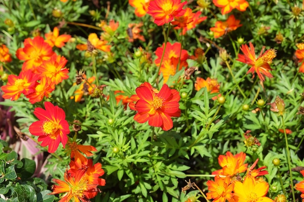 Rote und orange Kosmos-Blumen in einem Garten