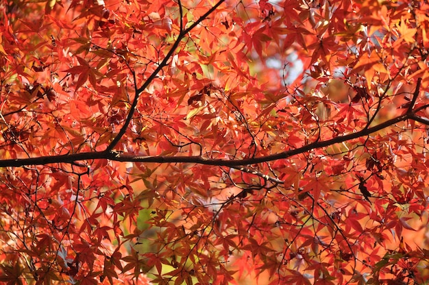 Rote und orangefarbene Ahornblätter im Herbst in Japan