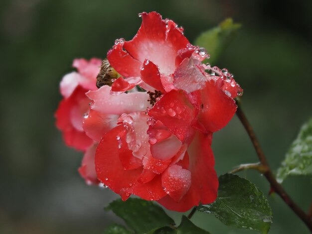Rote und rosa Rose mit Regentropfen