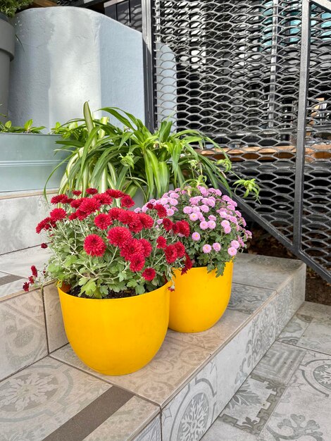 Rote und rosafarbene Chrysanthemen in gelben Töpfen stehen auf den Stufen