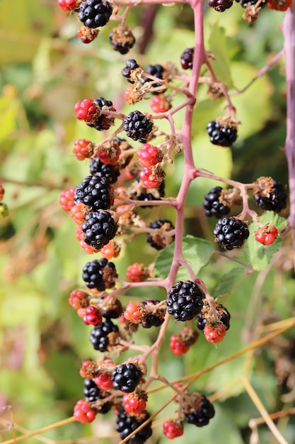 Rote und schwarze Brombeeren im Wald