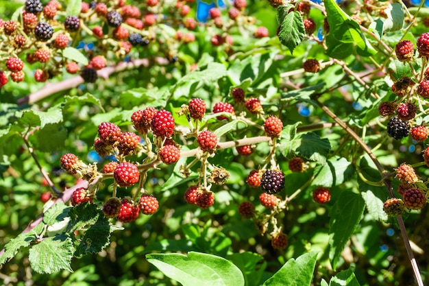 Rote und schwarze Brombeeren während der Haupterntezeit