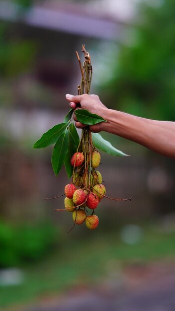 Rote und süße Litschi in der Hand