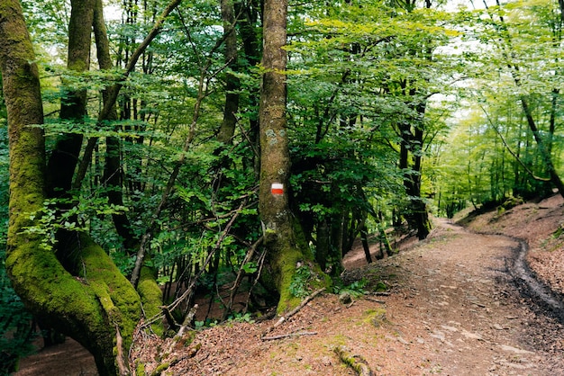 rote und weiße Markierung in den Pyrenäen