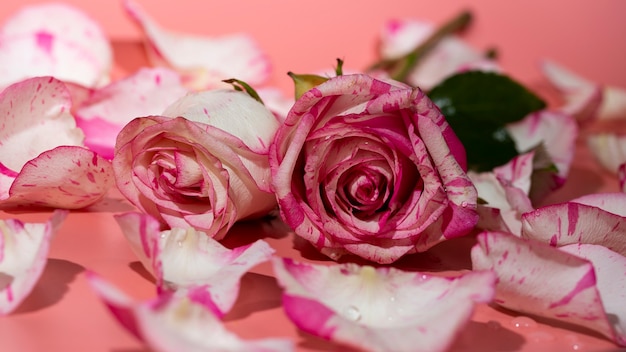 Rote und weiße Rose auf einem rosa Hintergrund in Blütenblättern und Wassertropfen Nahaufnahme