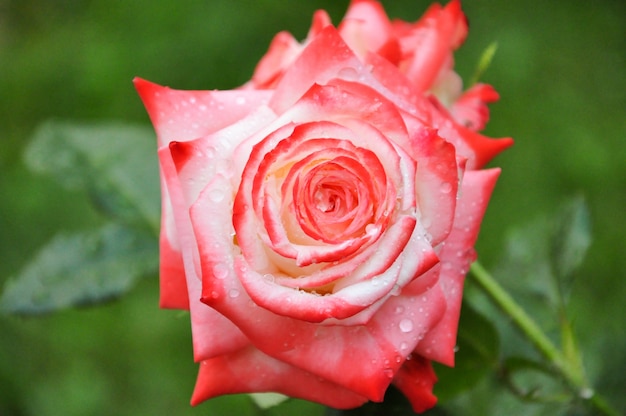 Foto rote und weiße rose draufsicht 3