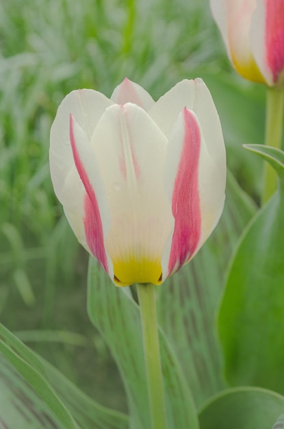 Rote und weiße Tulpen