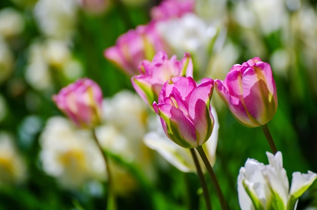 Rote und weiße Tulpenblüten