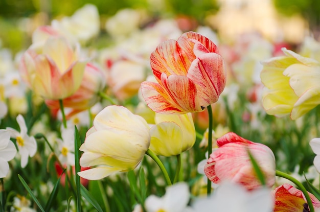 Rote und weiße Tulpenblüten