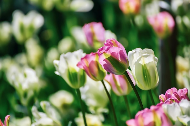 Rote und weiße Tulpenblüten