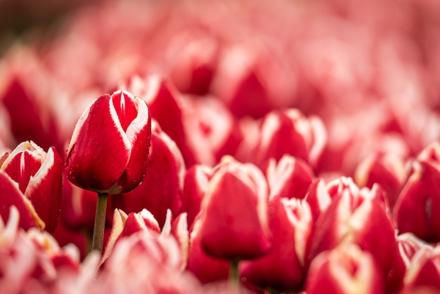 Rote und weiße Tulpenblume