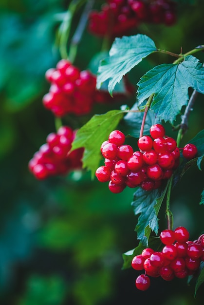 Rote Viburnum-Beeren auf einem Zweig