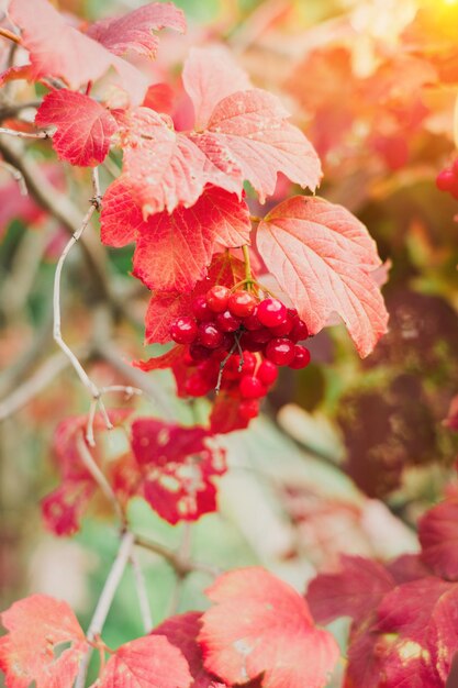 Rote Viburnumbeeren auf einem Busch mit Herbstlaub, unscharfer Hintergrund