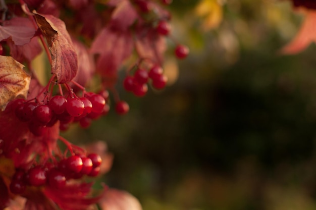 Rote Viburnumbeeren auf einem unscharfen Hintergrund mit Platz für Text