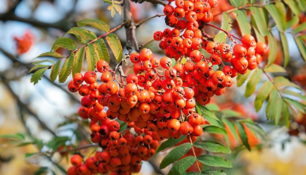 Rote Vogelbeeren am Baum im Herbst