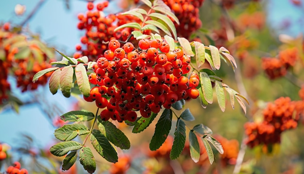 Rote Vogelbeeren am Baum im Herbst