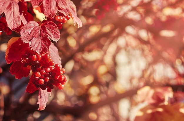 Rote Vogelbeeren auf einem Zweig mit Blättern im Herbst