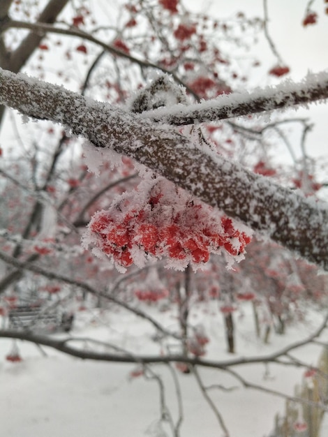 Rote Vogelbeeren im Schnee