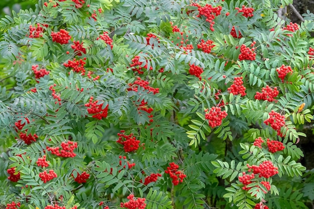 Rote Vogelbeeren im Sommer auf einem Baum