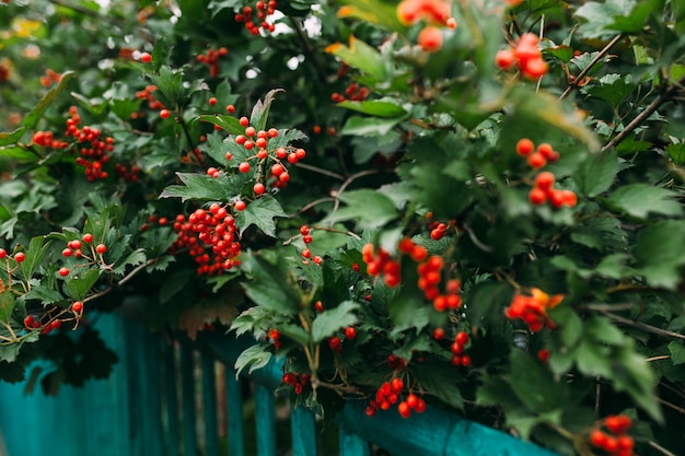 Rote Vogelbeeren in grünen Bäumen