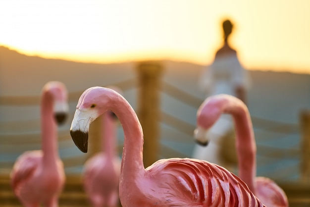 Rote vorbildliche Flamingos und Sonnenuntergang