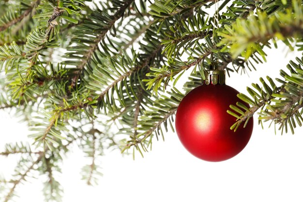Rote Weihnachtskugel hängt am Tannenzweig vor weißem Hintergrund