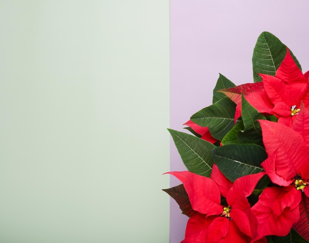 Rote Weihnachtssterne blühen in einem Topf auf buntem Hintergrund