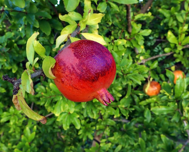 Rote, weinrote, reife Granatapfelfrucht auf einer Zweigniederlassung, Nahaufnahme vor einem grünen Hintergrund