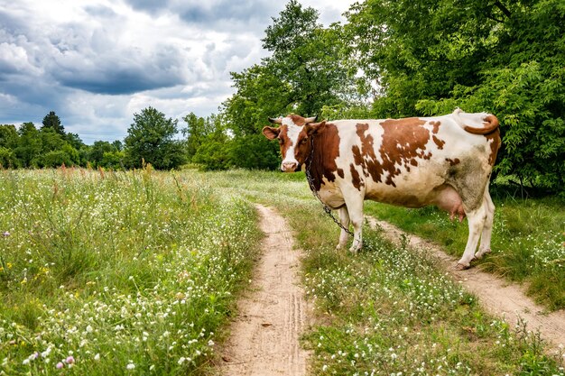 Rote weiße Kuh auf Feld nahe Fußweg