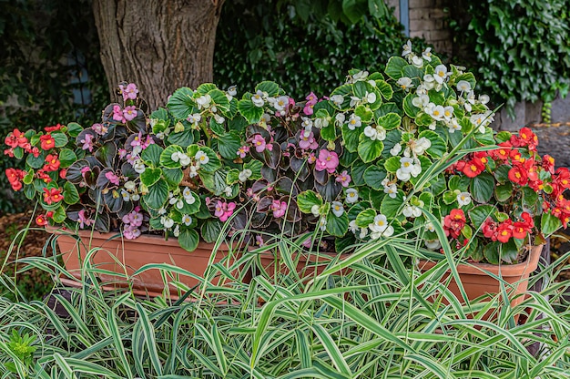 Rote, weiße und rosafarbene Begonia-Blumen in Töpfen, die im Freien stehen