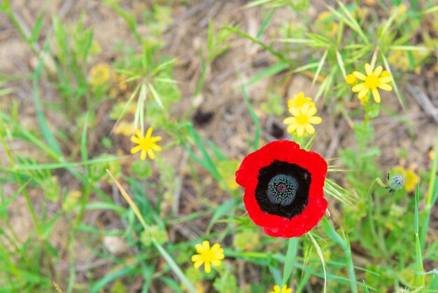 Rote wilde Mohnblume im Feld